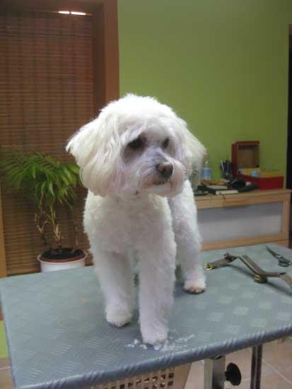 10img_2928_picur_havaneser-bologneser_mix_in_hundesalon_jacky