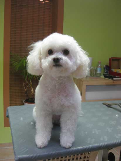 11img_2916_cora_havaneser-bologneser_mix_in_hundesalon_jacky