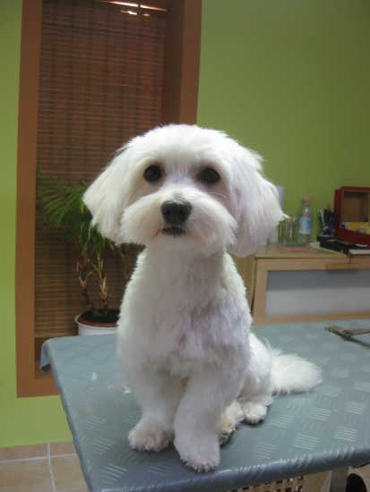 12img_2919_soma_havaneser_in_hundesalon_jacky