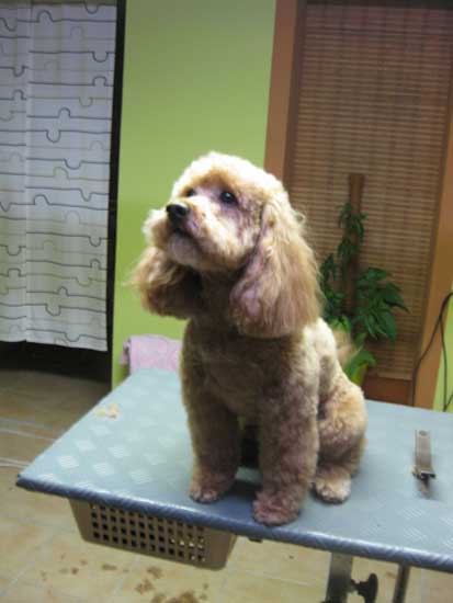 13img_2640_hexi_pudel_in_hundesalon_jacky