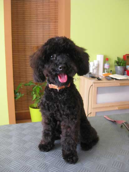 14img_2992_hugo_pudel_in_hundesalon_jacky