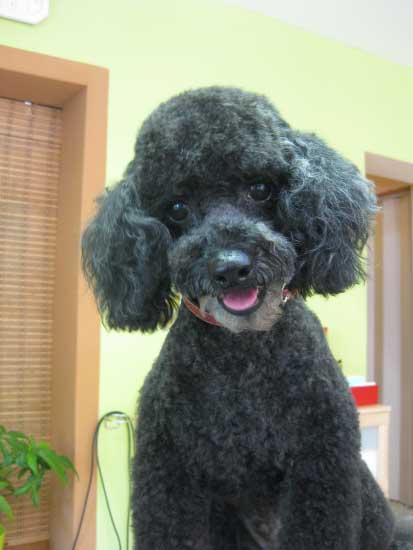 15img_3006_johnny_pudel_in_hundesalon_jacky