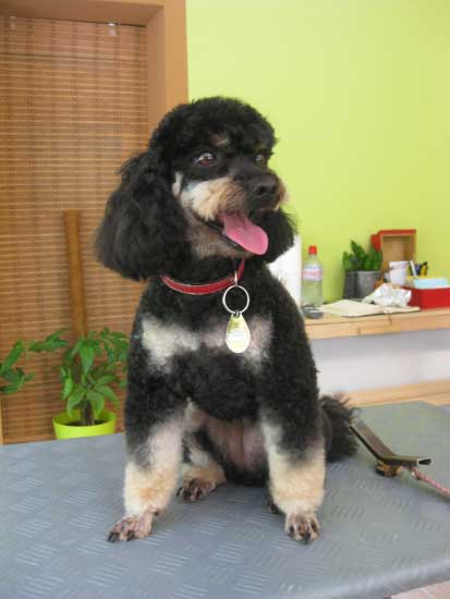 16img_3009_jenny_pudel_nach_dem_scheeren_in_hundesalon_jacky