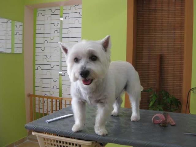 17img_2986_idefix_west_highland_white_terrier_in_hundesalon_jacky