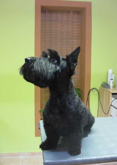 18img_2694_scottisch_terrier_in_hundesalon_jacky