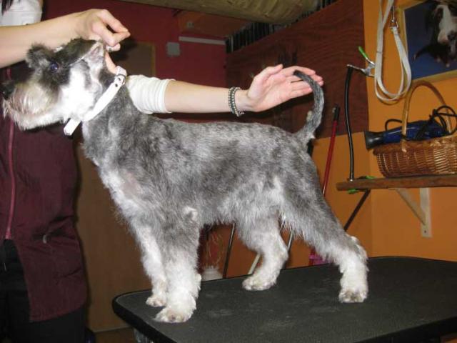 19img_2594_zara_zwergschnauzer_in_hundesalon_jacky