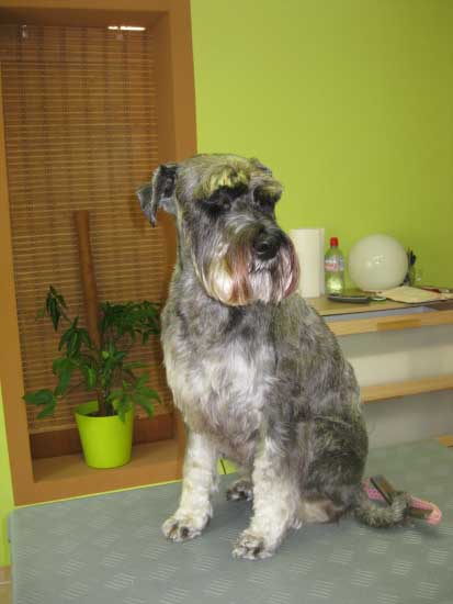 20img_3085_gila_mittelschnauzer_nach_dem_trimmen_in_hundesalon_jacky