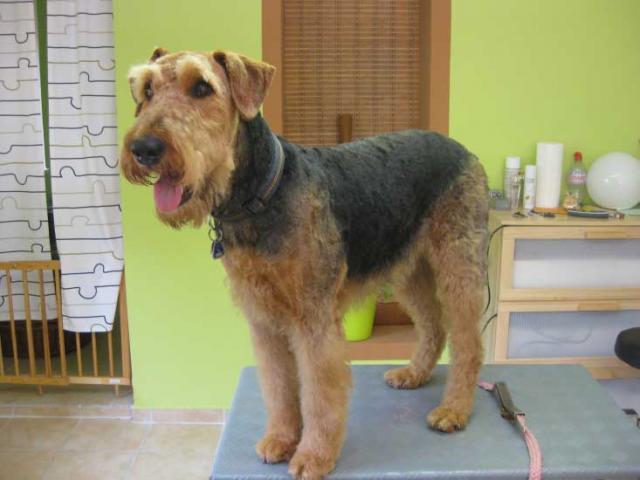 21img_3089_flora-airedale_terrier_in_hundesalon_jacky