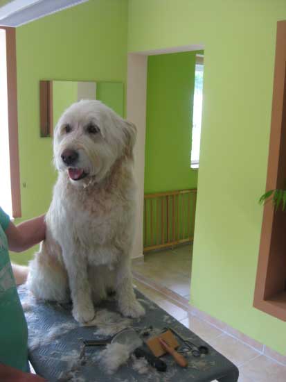 22img_2946_puccio_retriver_mix_in_hundesalon_jacky