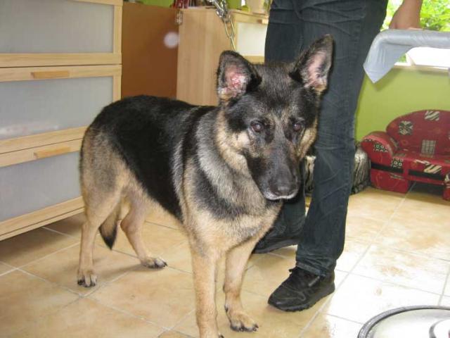 24img_3069_lilly_deutsche_schaferhundin_nach_dem_baden_in_hundesalon_jacky