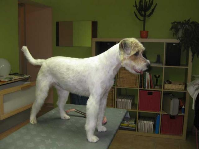 25img_3078_lucy_parson_russel_terrier_in_hundesalon_jacky