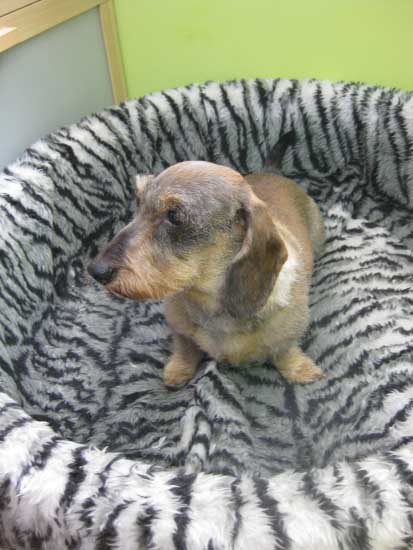 26img_3103_rauhaardackel_dame_in_hundesalon_jacky