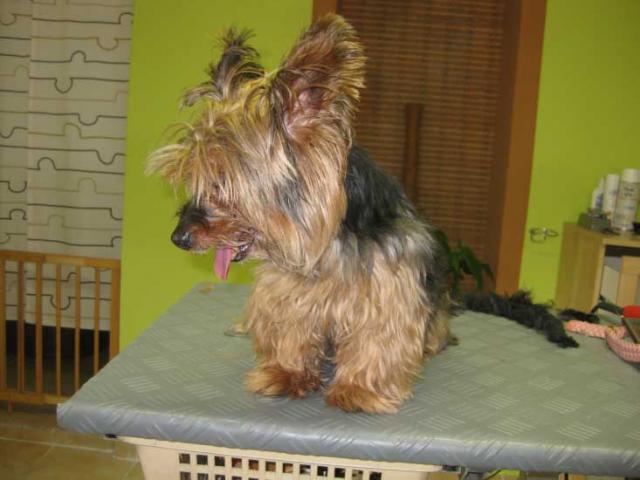 29img_2976_pilow_yorkshire_terrier_vor_der_pflege_in_hundesalon_jscky
