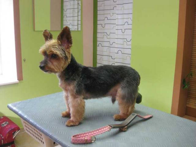30img_2983_pilow_yorkshire_terrier_nach_der_pflege_in_hundesalon_jacky