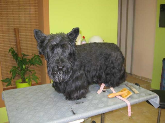 31img_3104felix_scottisch_terrier_vor_der_pflege_in_hundesalon_jacky