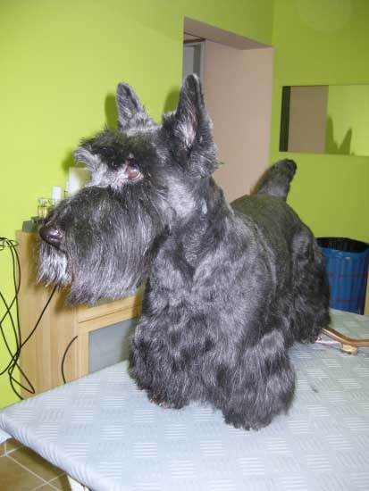 32img_3107_felix_nach_der_pflege_in_hundesalon_jacky