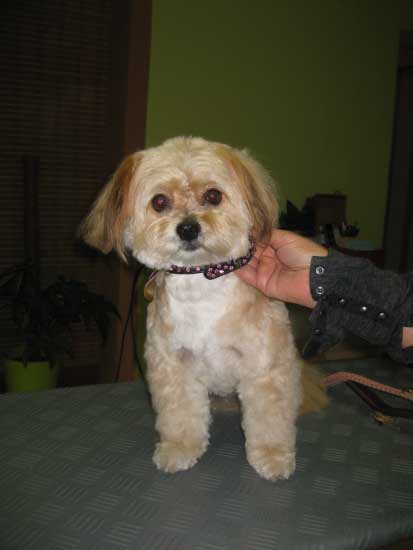 3img_3043_zita_shih_tzu_mix_in_hundesalon_jacky
