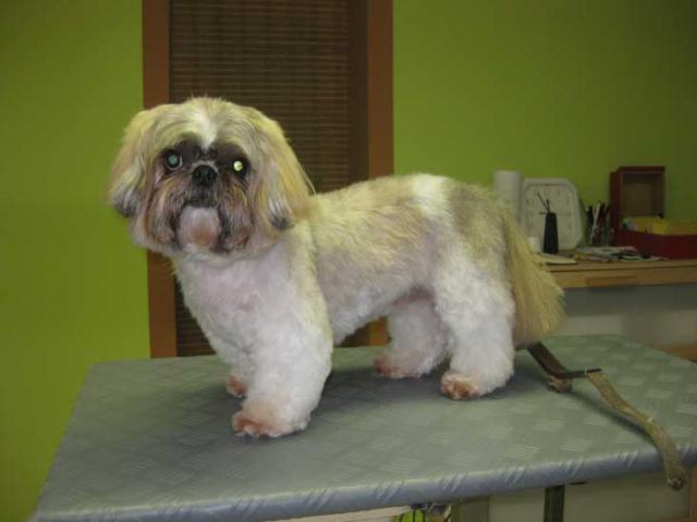 4img_2834_tsuli_shihtzu_mix_in_hundesalon_jacky