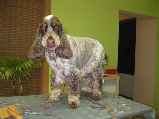 5img_2836_babett_englisch_cocker_spaniel_in_hundesalon_jacky