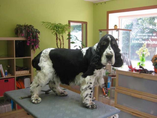 6img_2963_englisch_cocker_spaniel_in_hundesalon_jacky