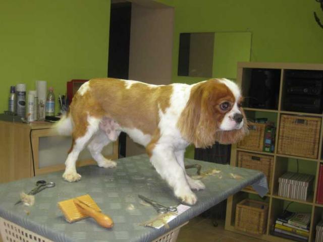 8img_2920_jamie_cavalier_king_charles_spaniel_in_hundesalon_jacky