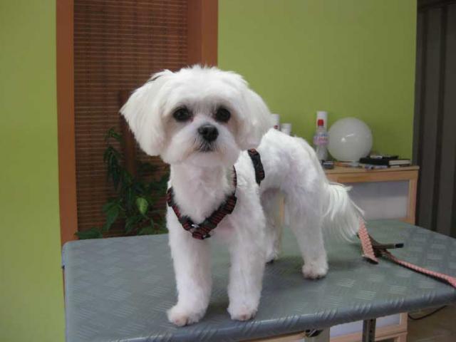 9img_2965_mimi_malteser_mit_einem_sommerschnitt_in_hundesalon_jacky