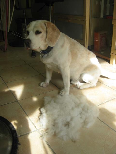 Beagle