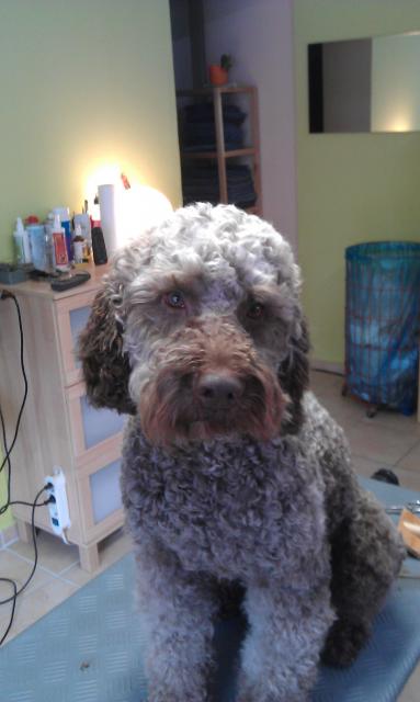 Lagotto Romagnolo