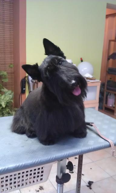 Scottish Terrier, Scotty