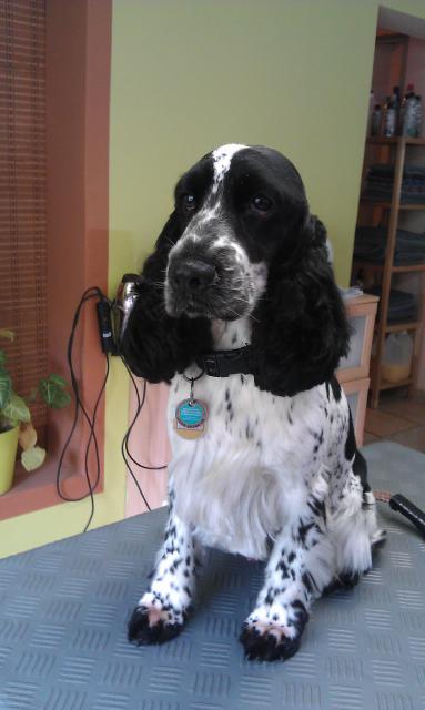 Englisch Cocker Spaniel