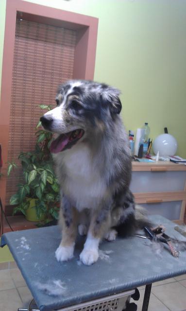 Australian Shepherd