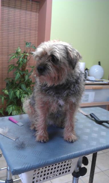 Babett Border Terrier vorrher