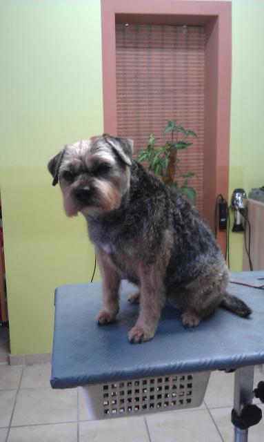 Border Terrier