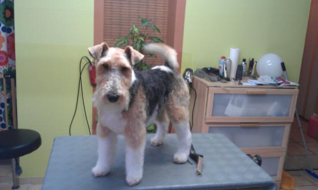 Zorro, Fox Terrier