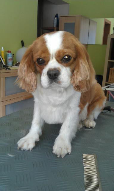 Jamie, Cavalier King Charles Spaniel im Sommerlook