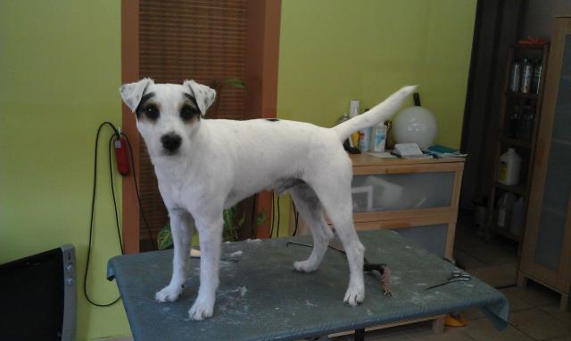 Parson Russel Terrier