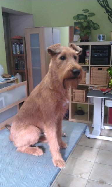 Irisch Terrier
