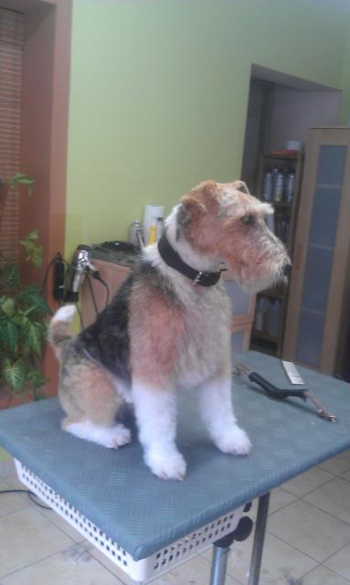 Fox Terrier