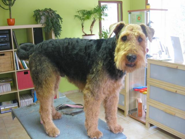 Airedale Terrier, Akhbar