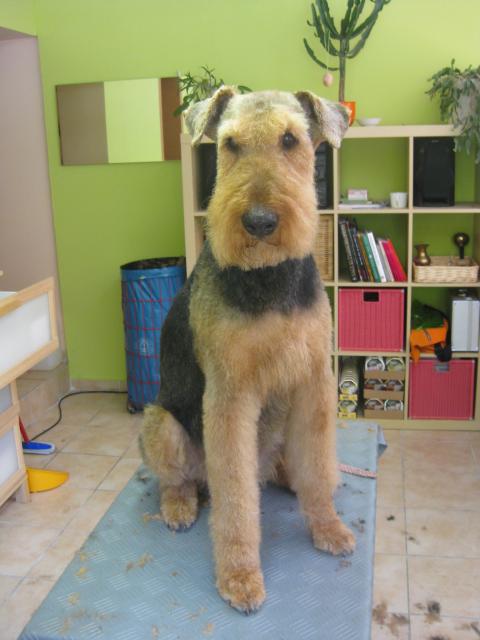 Felix, Airedale Terrier 13 Jahre alt im Sommerschnitt